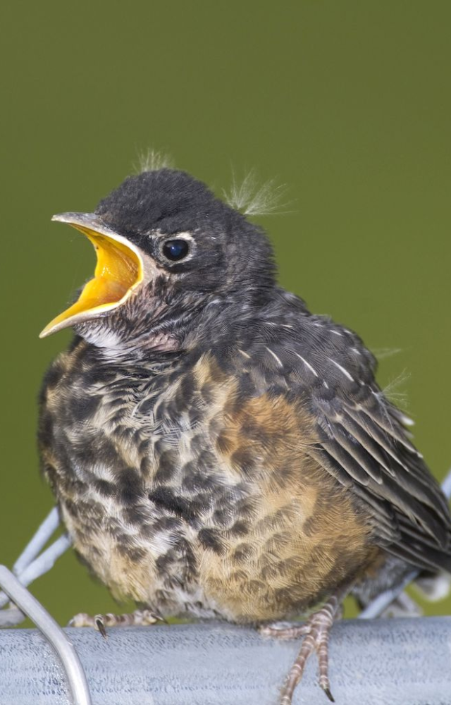 Animal Moms That Abandon Young