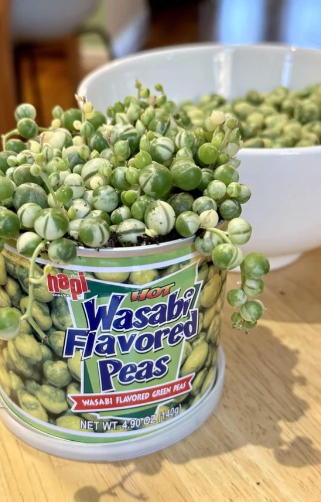 Start out slightly sweet and nutty, then explode with heat in your nose—flavor shifts dramatically mid-chew.
