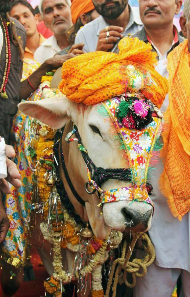 In Hinduism, cows are revered as life-giving mothers, symbolizing purity, non-violence, and sustenance. Harming them is considered sinful.

