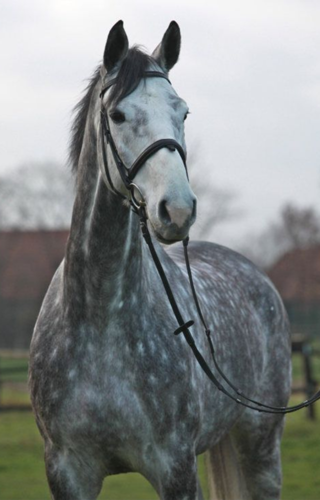 Gray horses are born dark and gradually turn white with age. Their coats fade seasonally, creating the illusion of constant color shifts.
