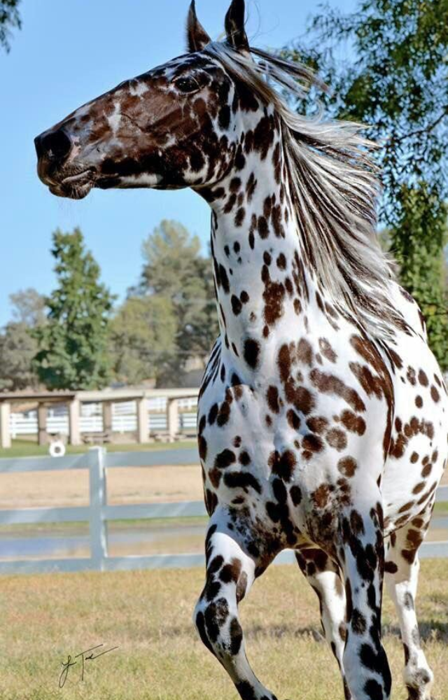 This breed is known for spot patterns that can fade, darken, or reappear over time. Coat color often changes with seasons and maturity.
