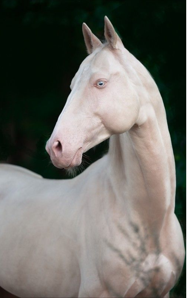 Known as the “Golden Horse,” some Akhal-Tekes have coats that appear metallic and shift in hue depending on sunlight and time of year.
