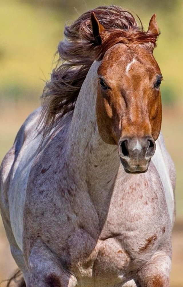 Horses That Change Color