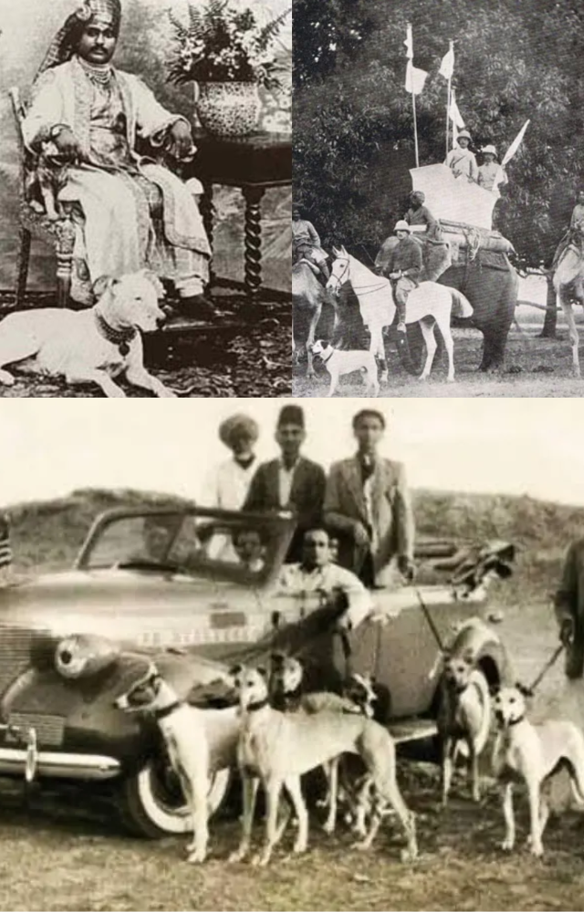 He famously kept over 300 dogs—each with servants—and once hosted a royal wedding for two of them. Also had leopards and lions.

