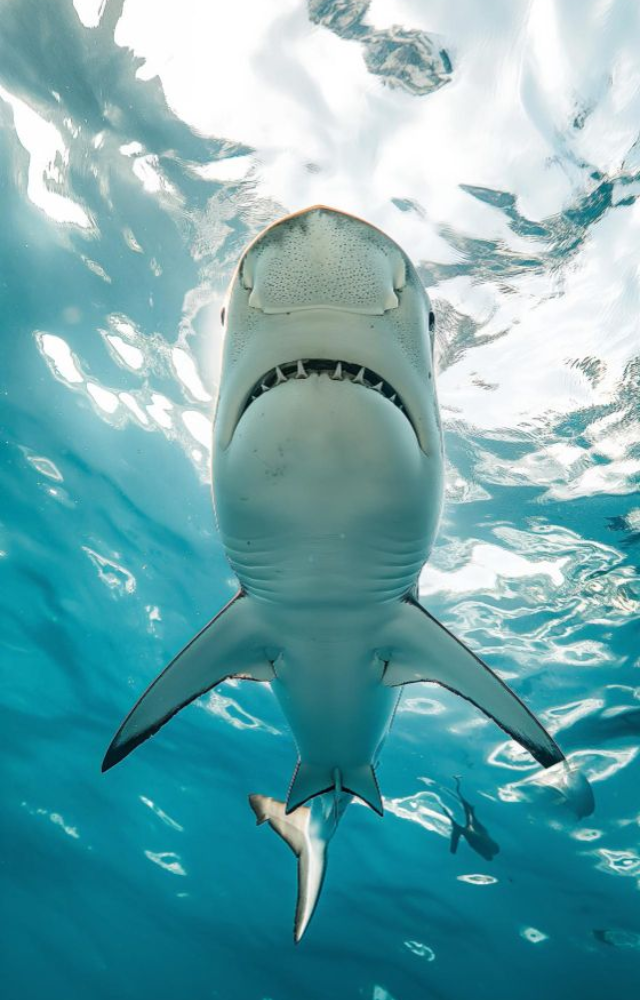 Responsible for the most unprovoked attacks on humans, this apex predator can grow over 20 feet long and has a bite force over 4,000 psi.
