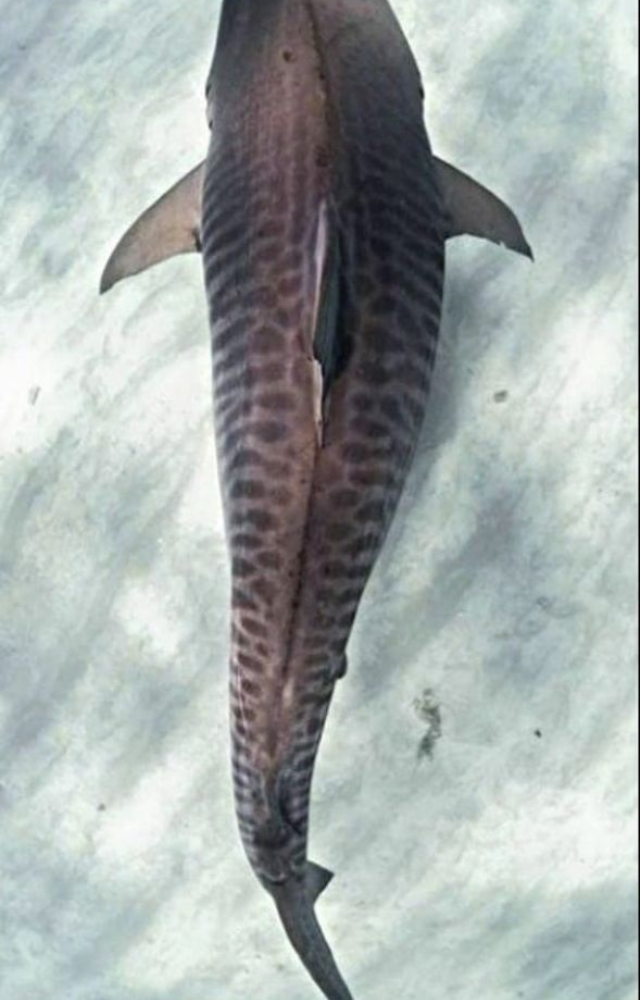 Nicknamed the 'garbage can of the sea,' it’s aggressive, curious, and will eat anything—including license plates and tires.

