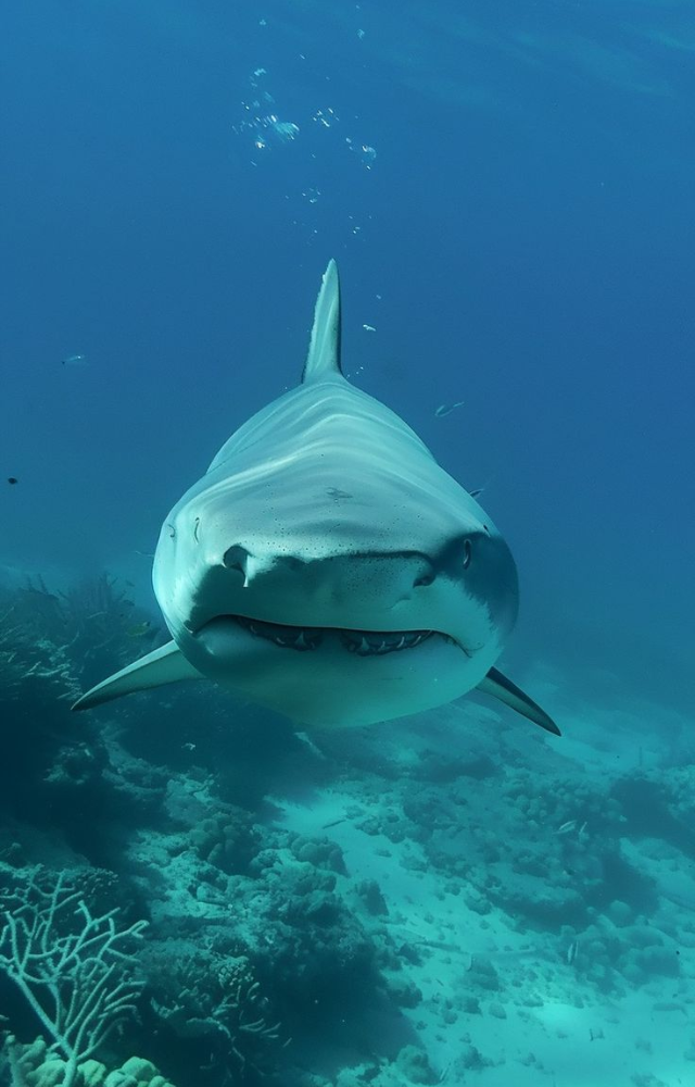 Known for its unpredictable nature, it thrives in both salt and freshwater, making it especially dangerous near human habitats.
