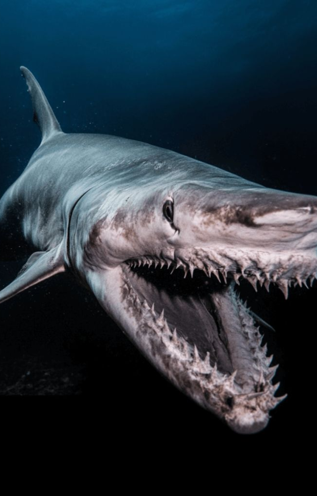 Ocean’s Most Dangerous Sharks