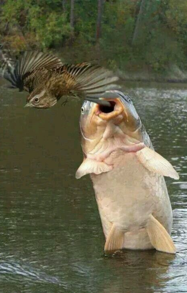 Fish That Feast on Birds