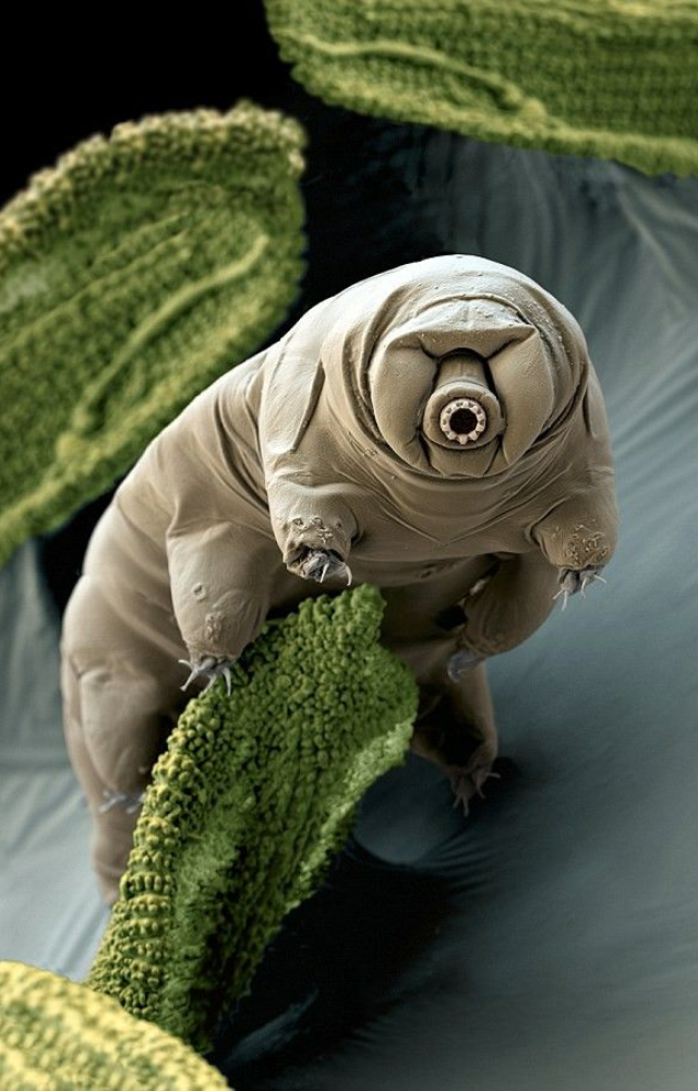 These microscopic “water bears” can survive radiation, freezing, dehydration—and even the vacuum of space.
