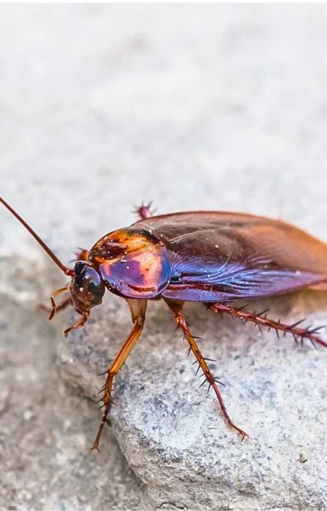 Cockroaches have survived low-Earth orbit and cosmic radiation, proving how disturbingly tough they really are.
