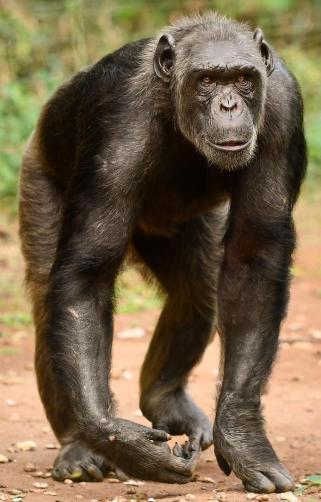 Chimpanzees use sharpened sticks to spear bush babies from tree hollows. They also use rocks to crack nuts and leaves to fish for termites.
