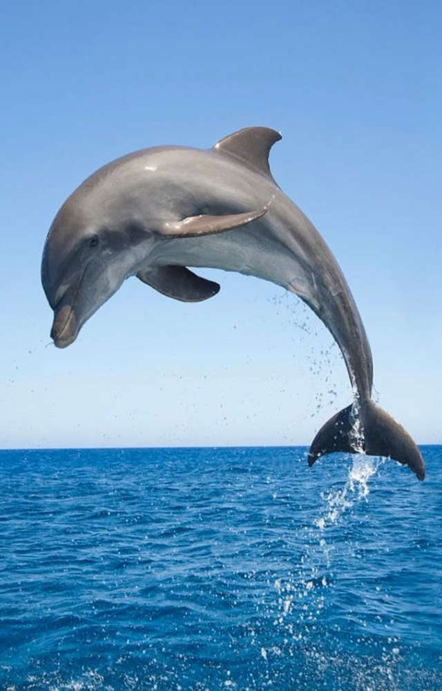 Bottlenose dolphins in Shark Bay use marine sponges on their snouts to probe the ocean floor and flush out hidden fish without injury.
