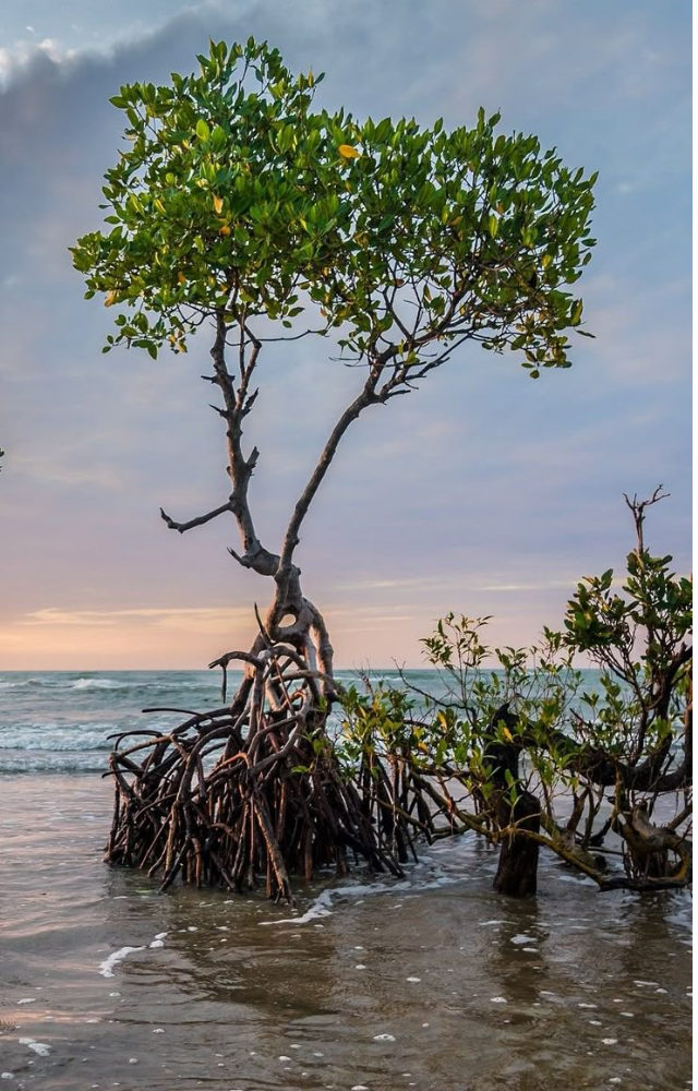 Mangroves shift over time by growing sprawling roots into muddy shores. Their constant adaptation helps them survive tidal changes and erosion.
