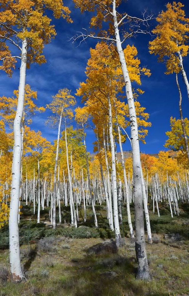 While the trunks appear still, the underground root system spreads, giving rise to new trees at different spots—expanding the grove over time.
