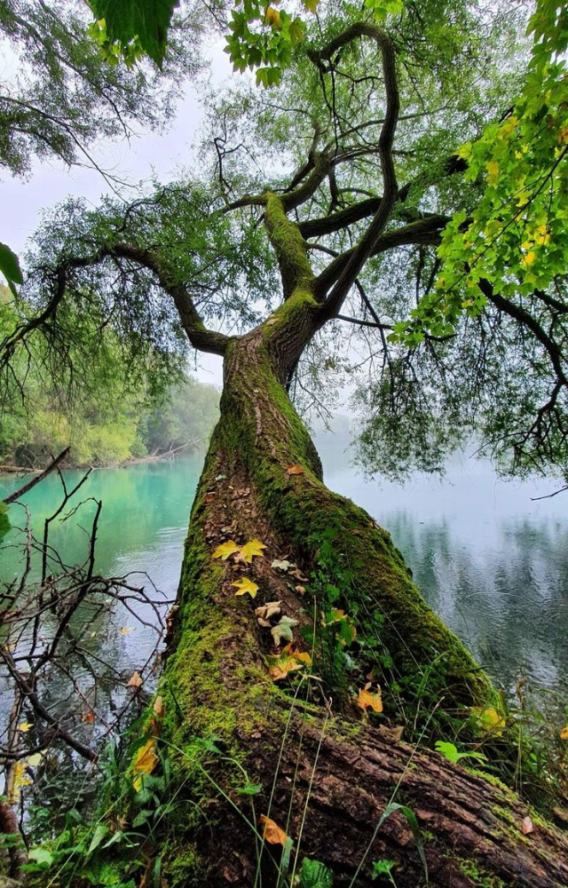 Trees That “Walk” Slowly