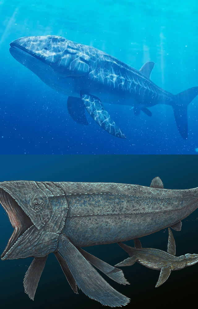 This enormous bony fish from the Jurassic seas reached up to 50 feet long—larger than a modern orca, but likely a gentle filter feeder.
