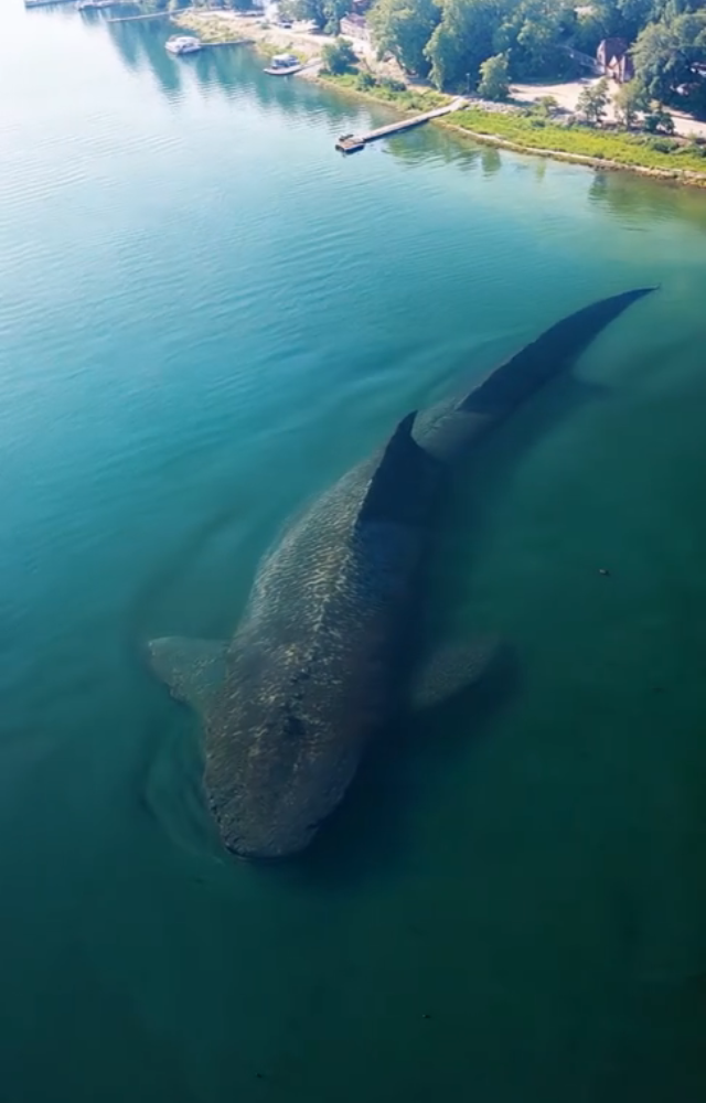 Sea Giants Older Than Whales