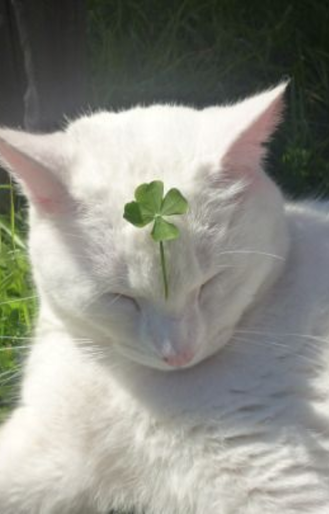 Lucky Animals Around the World