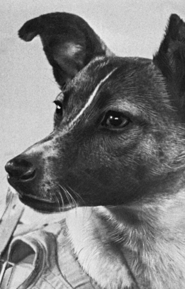 Launched by the USSR in 1957, Laika became the first animal to orbit Earth aboard Sputnik 2, though she sadly did not survive the journey.
