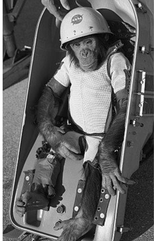 Trained by NASA, Ham became the first chimp in space in 1961. His successful mission proved that humans could survive space travel.
