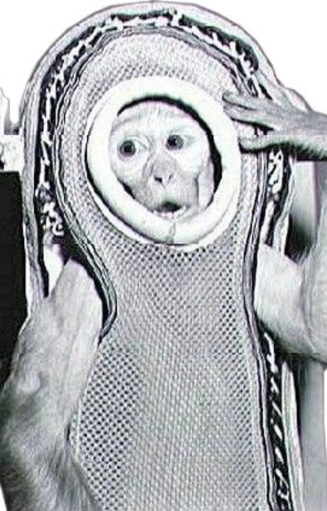 The first monkey in space to reach space altitude. Launched in 1949 by the U.S., Albert II died during reentry due to parachute failure.
