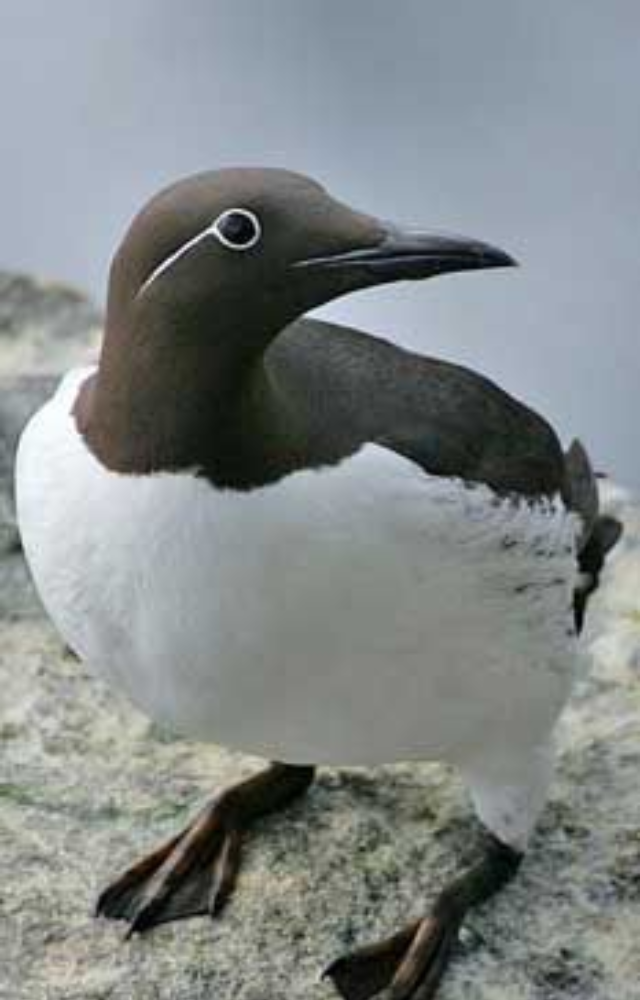 This black-and-white seabird can dive over 150 feet deep and uses its wings to swim just like a penguin, despite being able to fly too.

