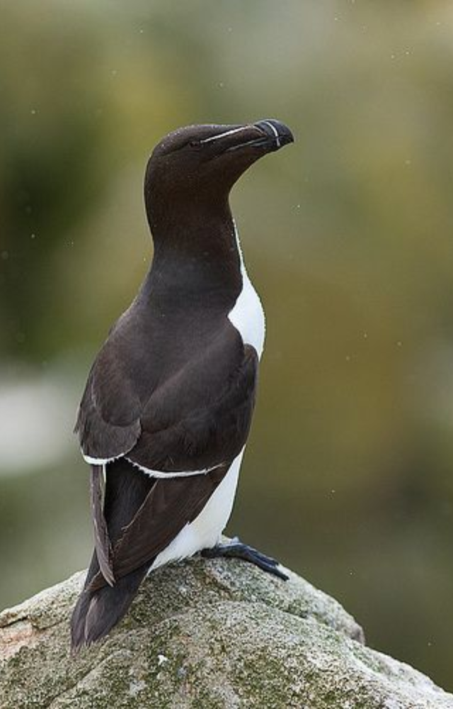 Closely related to puffins, auks are agile underwater swimmers. Though some species are extinct, their swimming style mirrored that of penguins.
