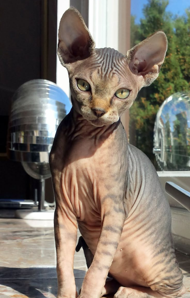 The most iconic hairless cat, the Sphynx, is warm to the touch and surprisingly friendly. Its complete lack of fur means virtually zero shedding.

