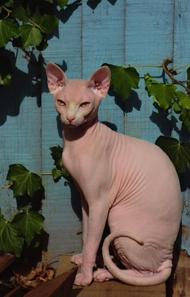 This elegant Russian breed may be bald or velvety-skinned. Even the coated varieties shed far less than average cats, making them very low maintenance.
