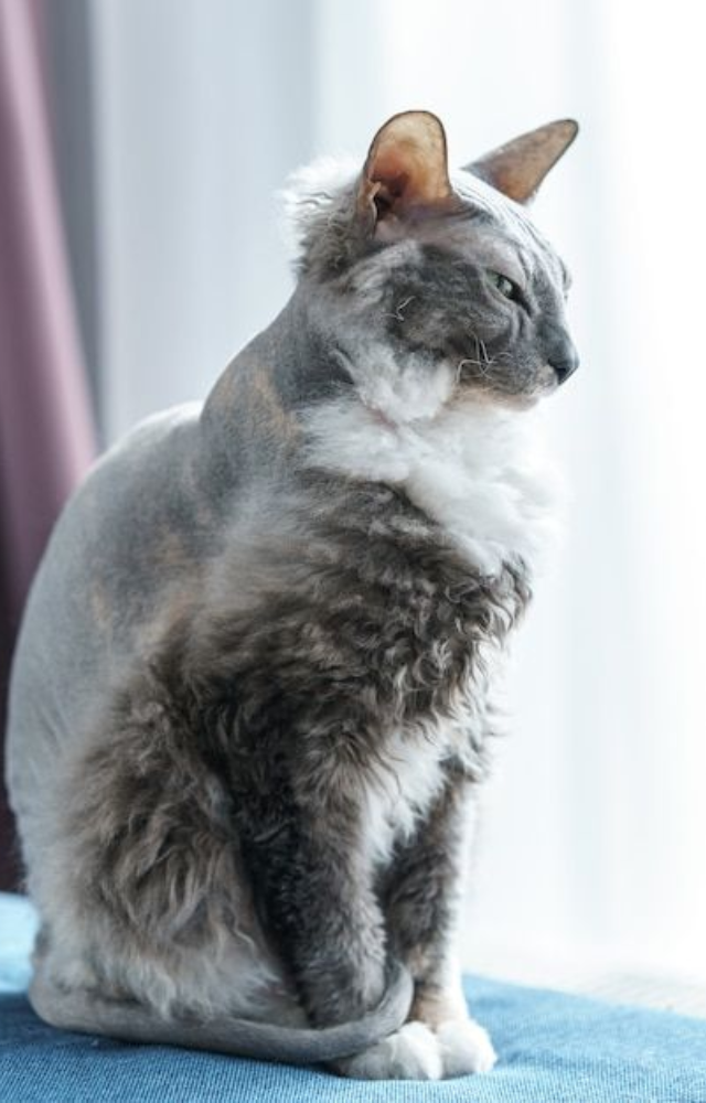 Wrinkled and affectionate, the Donskoy cat is genetically hairless and doesn’t shed. It comes in four coat types, all low to no shedding.
