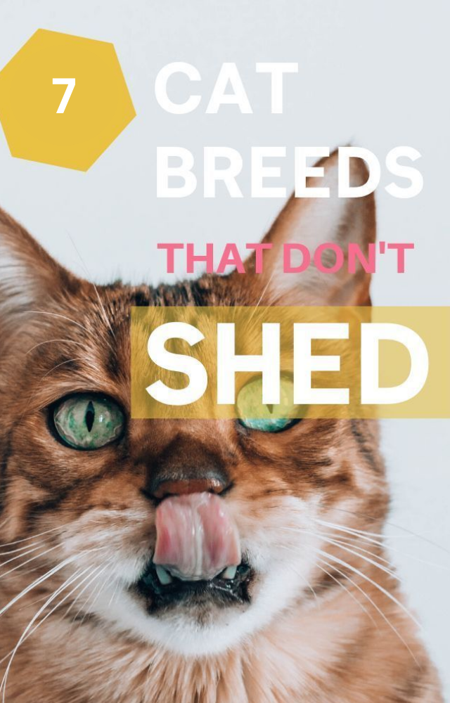 Cat Breeds That Don’t Shed Fur