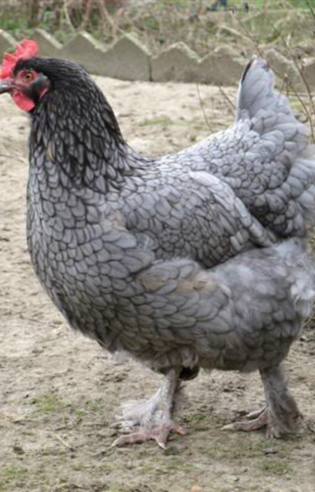 Ameraucana hens are known for their pastel blue eggs and fluffy beards. They’re calm, hardy, and loved by backyard breeders.
