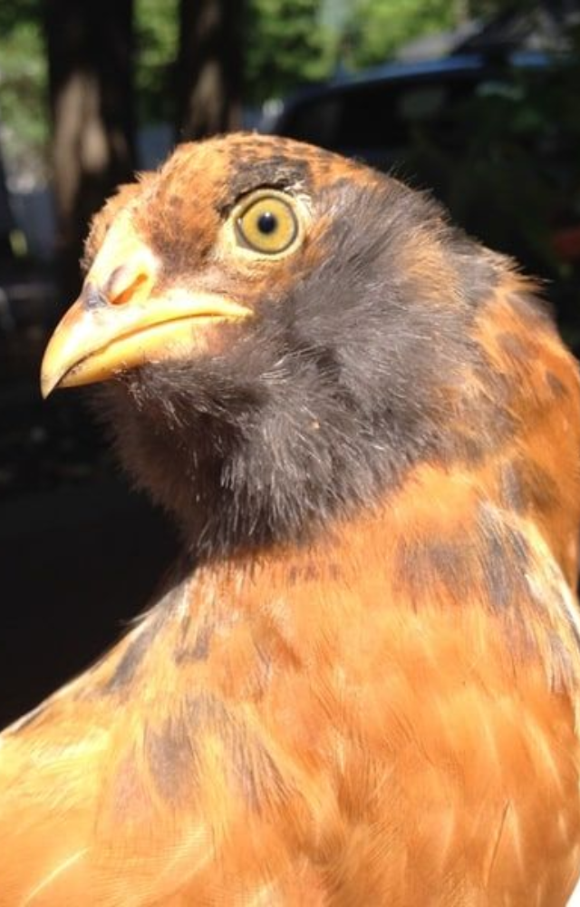 A Chilean native, Araucanas lay vibrant blue eggs. They`re rumpless with tufts near their ears—a rare and exotic look.
