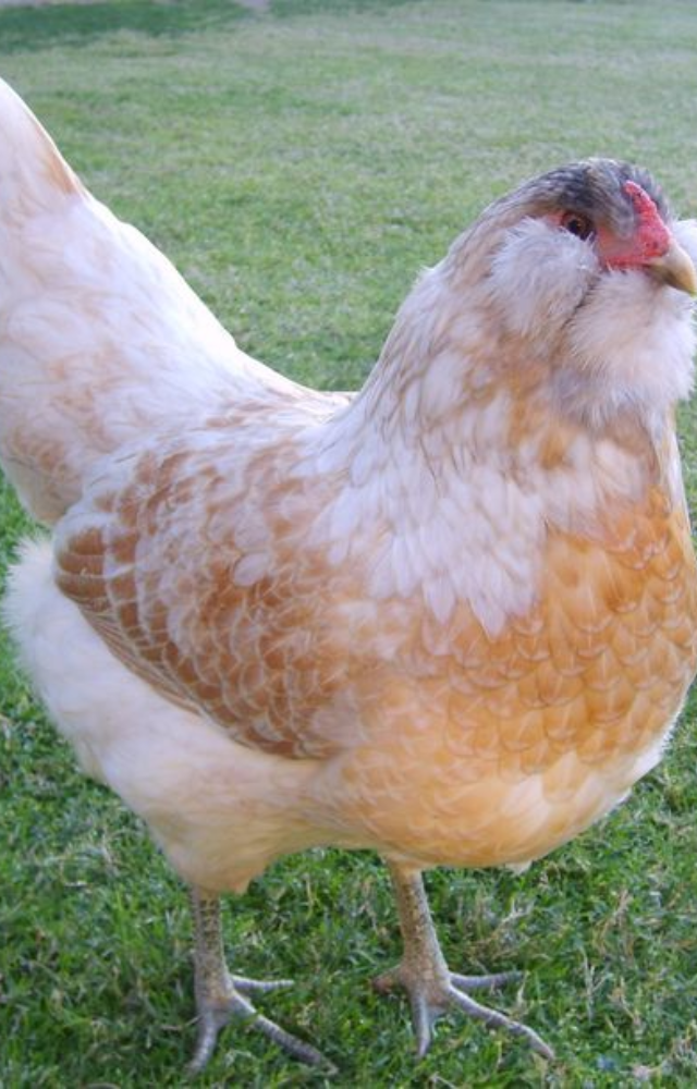 Not a pure breed but a mix, Easter Eggers lay blue, green, or pink eggs. Every hen may surprise you with her own color range.
