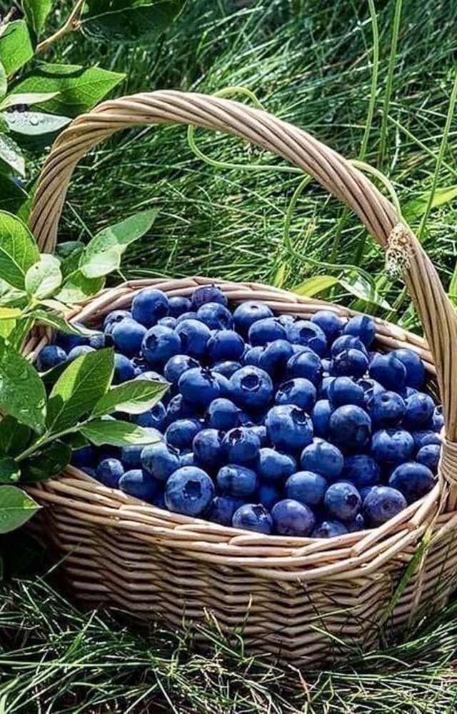 Packed with antioxidants, blueberries improve blood flow to the brain—enhancing memory, mental agility, and creative thinking.
