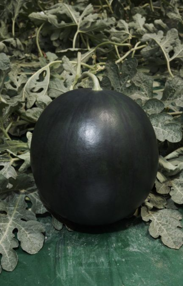 This black-skinned melon can cost up to 4–5 lakh. It’s extremely rare and grown only in limited quantities in northern Japan.
