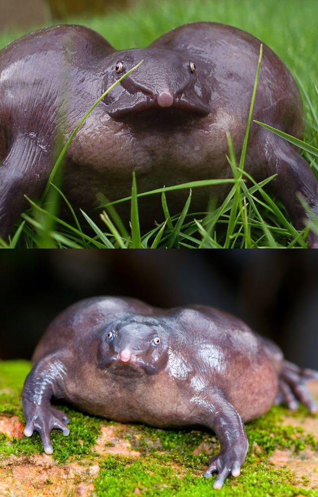 Found only in the Western Ghats, this burrowing frog lives underground for most of the year. It’s critically endangered and ancient in lineage.
