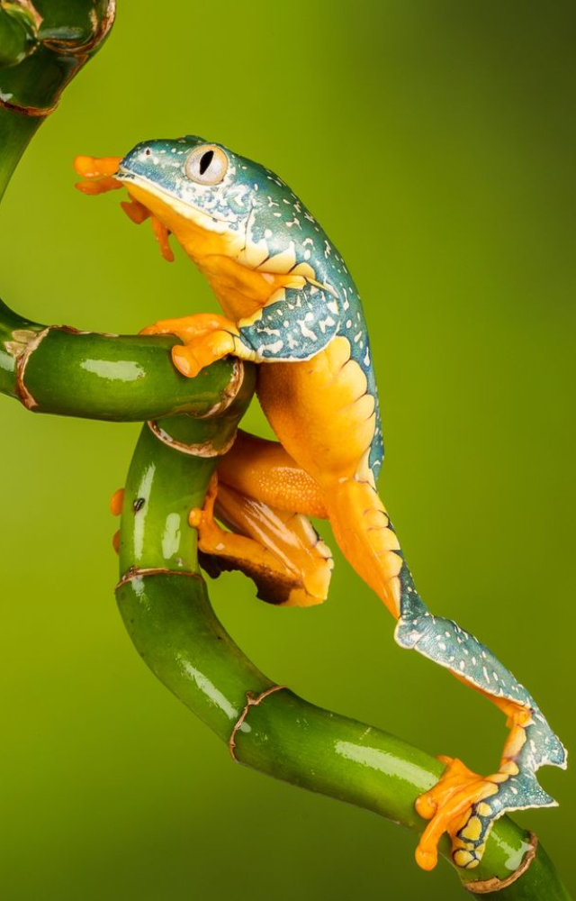 This vividly colored frog lives in high-altitude forests. Its survival is threatened by logging and loss of mossy tree habitats.
