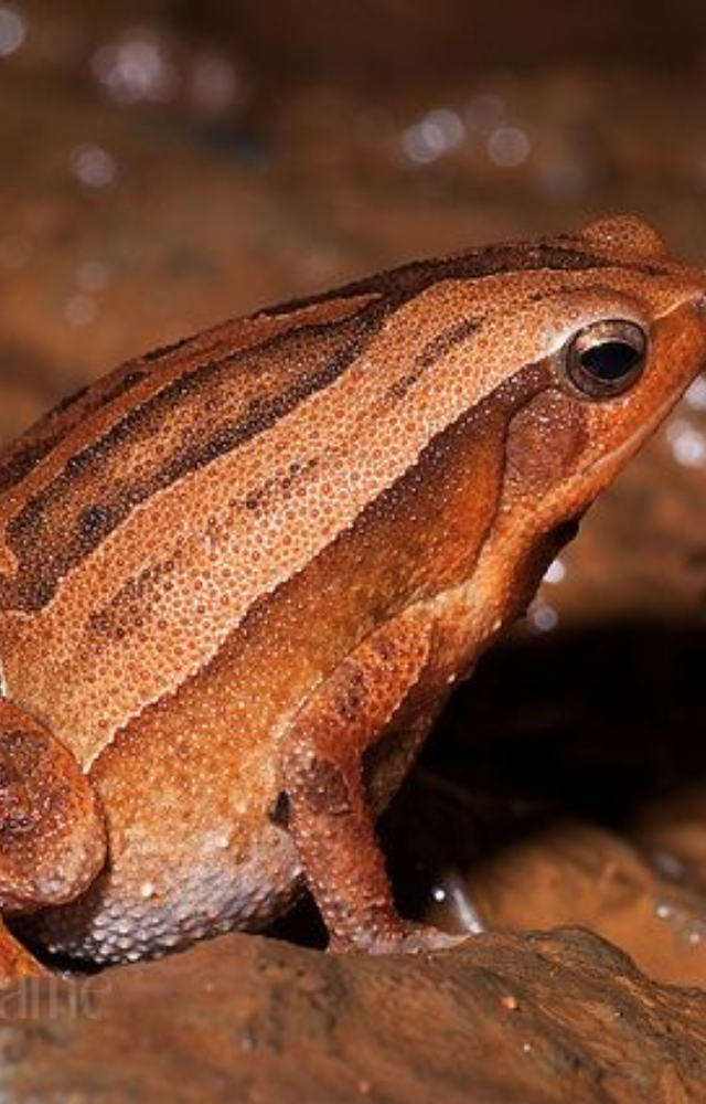 One of the smallest frogs in the region, it’s highly sensitive to habitat disruption and only found in the Kalakad forests of Tamil Nadu.
