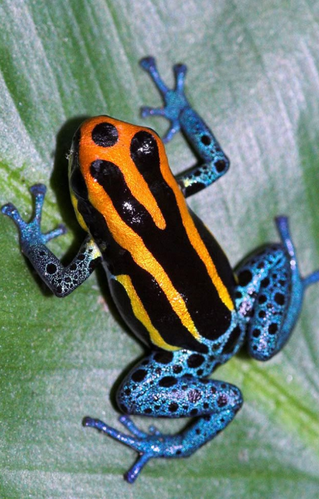 Frogs of the Western Ghats