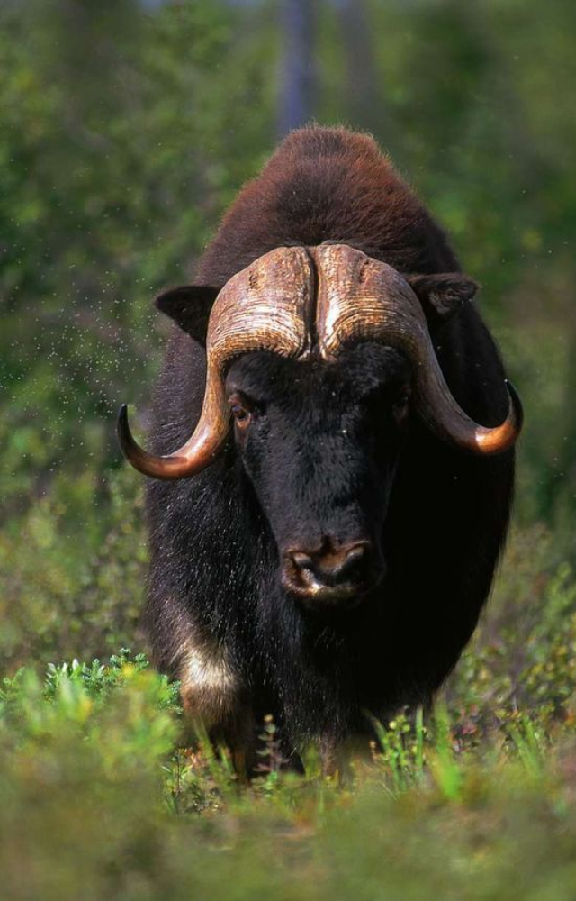 With thick wool and a strong build, musk oxen have roamed the Arctic tundra since the Ice Age—virtually unchanged in appearance or behavior.
