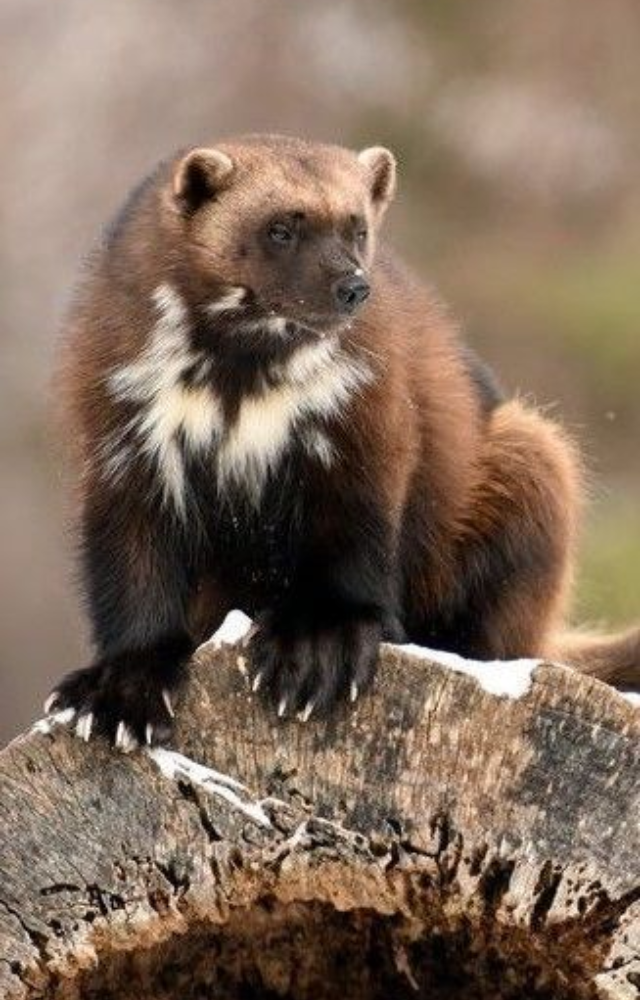 This tough, solitary predator has survived glacial extremes. Its fierce hunting tactics and thick fur make it a true Ice Age relic.
