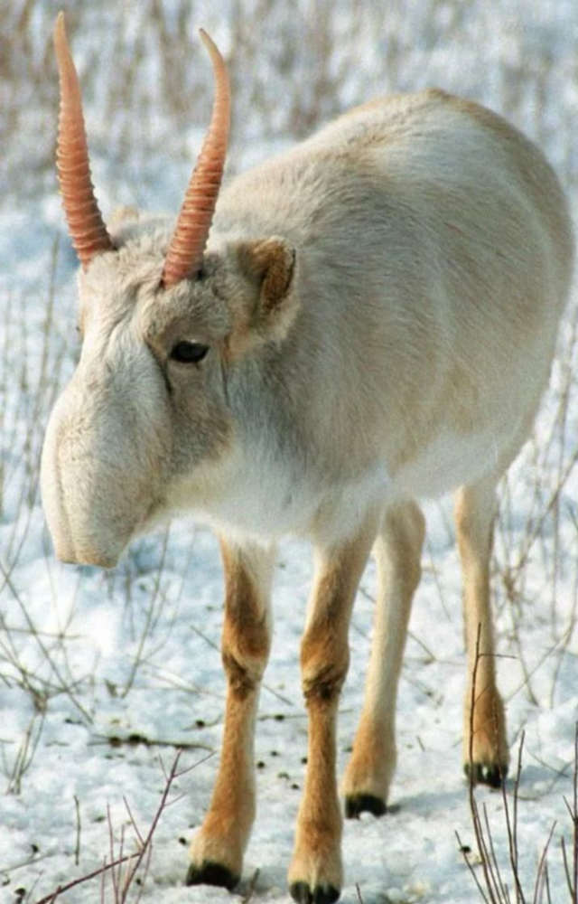 Known for its weird, bulbous nose, this Central Asian antelope has roamed the steppe since mammoth times, adapting to harsh, dry climates.
