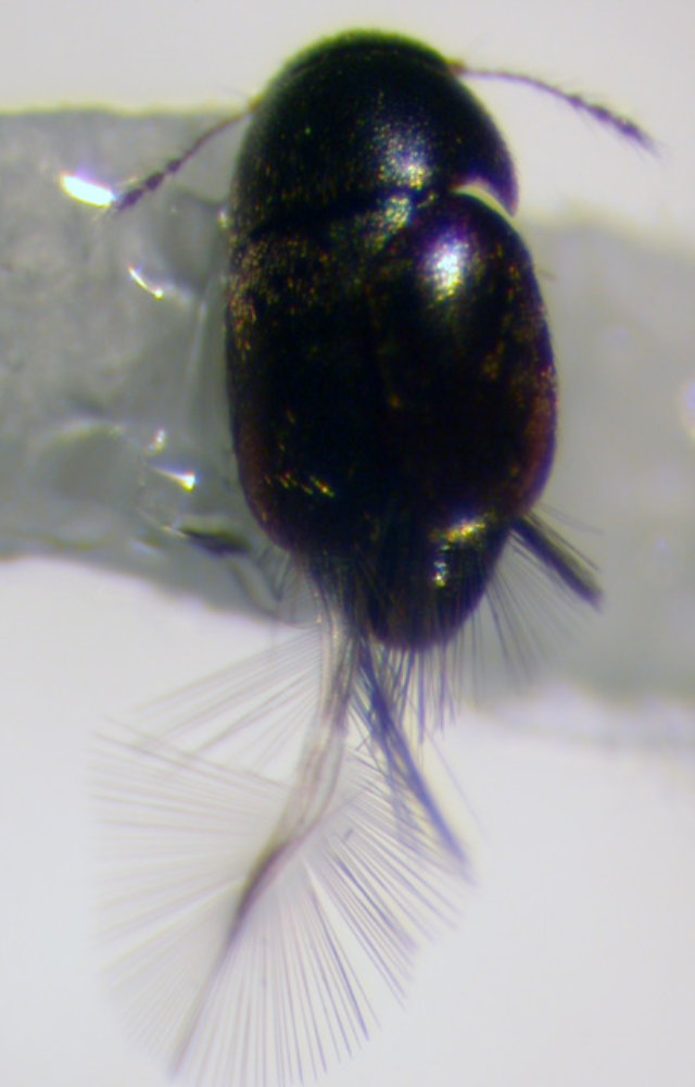 Tiny beetles less than 0.5 mm long were found in 30-million-year-old amber—nearly identical to modern species, showing little evolution.
