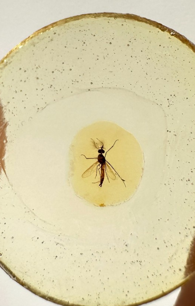 Fossils of blood-filled mosquitoes in amber gave scientists rare insight into prehistoric blood-feeding habits—though not Jurassic Park levels.
