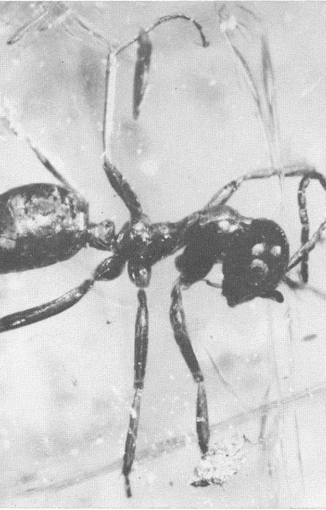 Perfectly preserved ants from 40 million years ago show complex social structures existed long before humans walked the Earth.

