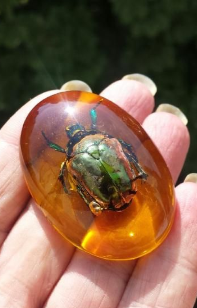 Ancient Insects in Modern Amber