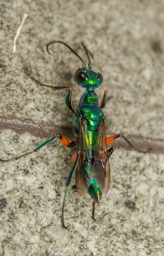 It stings a cockroach`s brain to disable escape instincts, then leads it to a burrow where it lays eggs—turning it into a living food source.
