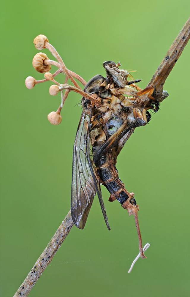 Though a fungus, it`s insect-powered. It infects ants and forces them to climb and latch onto leaves before sprouting out of their bodies.
